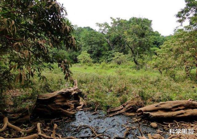 「亚马孙热带雨林」亚马逊雨林看起来是绿色天堂，实则是人类禁区，到底有多恐怖？