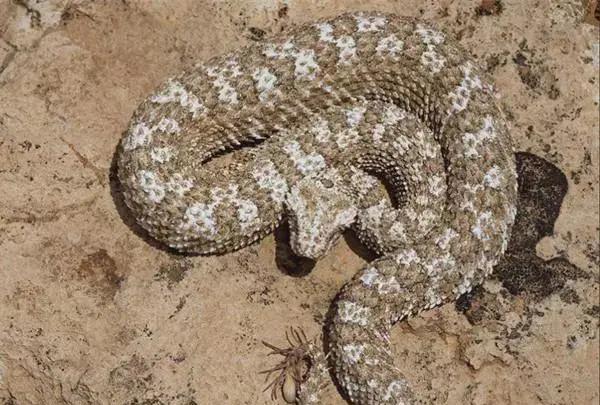 蜘蛛|十分恐怖的生物，蛇身蜘蛛尾，蜘蛛与蛇的完美结合，恐怖系数翻倍