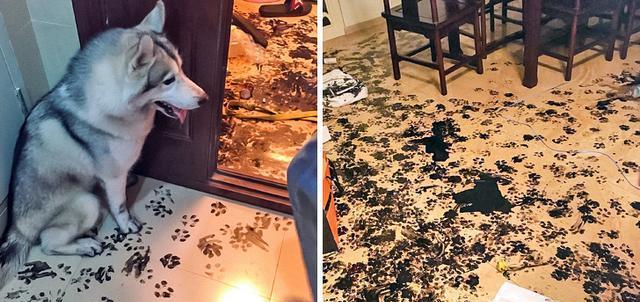 “你感受过绝望吗？”12个令铲屎官生无可恋的画面，狗狗：怪我咯