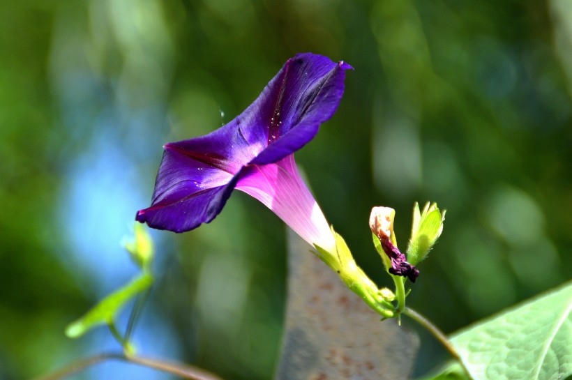 【生肖】7月份内，桃花翻飞，再遇前缘，能够和前任旧情复燃的四大生肖