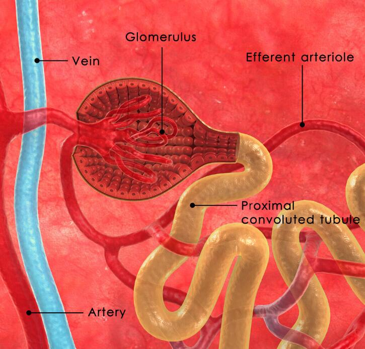 肾病|肾病看不懂检查化验单，不知病情轻重？肾内科医生来帮忙
