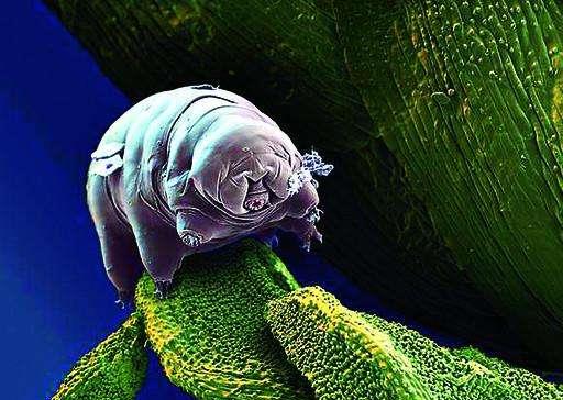 太空|5亿年前就存在的生物，连核武器都不怕，或成为人类未来希望