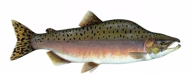 【三文鱼】三文鱼是什么鱼？可以生吃吗？