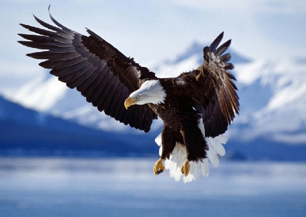 鲸鱼|老鹰也有天敌？遇见后根本无处可逃！