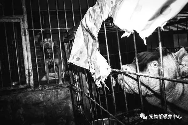 度假村藏匿残忍斗狗场，场面血腥，而上百人却在拍手叫好！