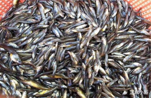 「台湾」因灭蚊引进的“大肚鱼”,如今已在中国泛滥,吃货都拿它毫无办法