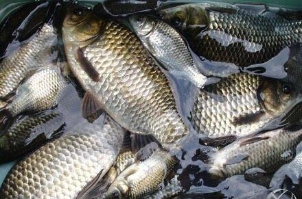 @如何提高钓鱼技巧？