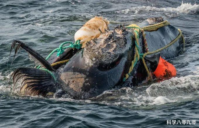 「美颜」北大西洋露脊鲸瘦成“皮包骨”，体重比近亲轻4.5吨，仅剩409头！