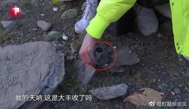 极限挑战|极限挑战节目组道歉了,可那颗雪兔子再也回不来了