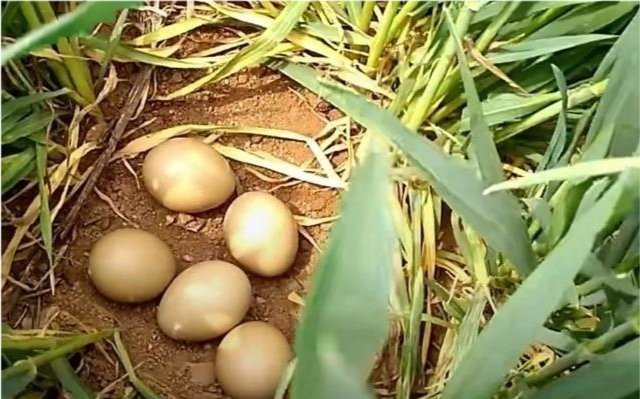 果然悠|农村田地里的野鸡越来越多，还会损害庄稼，农民怎么办？教你3招