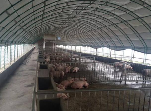 猪肉|全民吃素的时代到来？多国暂停对华出口猪肉，猪价连涨7周