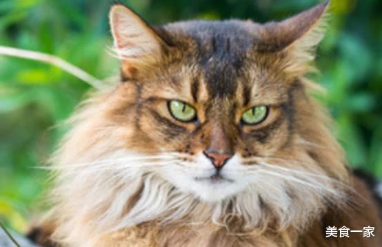 科学家|为什么人死后不能让猫靠近尸体？大家不解，原来有科学依据