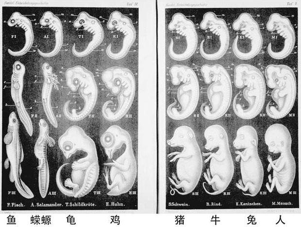 海克尔|人类起源上最大的骗局，存在百多年，我们在娘胎里只是条鱼？