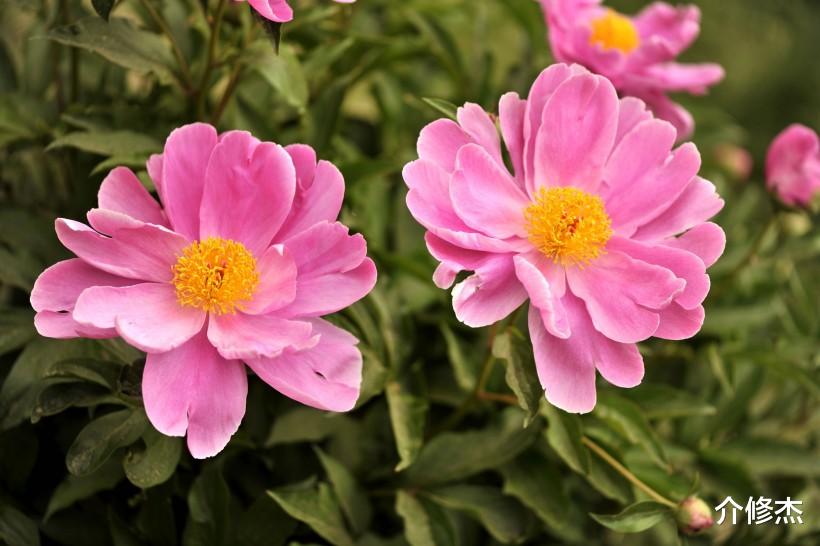 生肖▲颜值迷人气质优越的4大生肖，综合素质高，温柔大方，异性缘爆棚