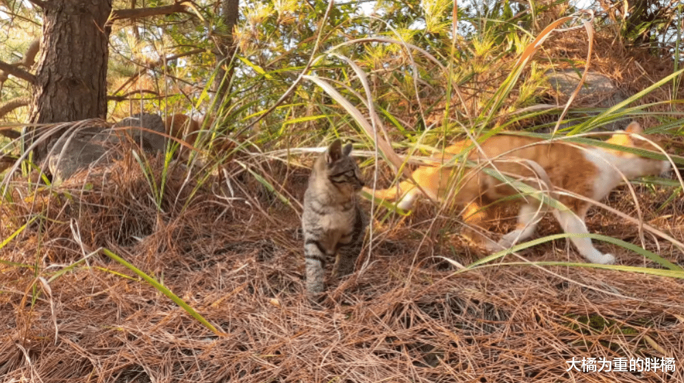 爬山时偶遇一窝流浪猫，大叔本想顺走小麻猫，下山后却被猫妈阻拦