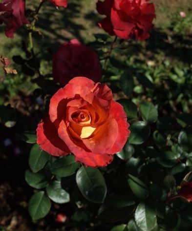 生肖|10月下旬，4属相财运高照，运势如虹，有福有财有好运，顺顺利利