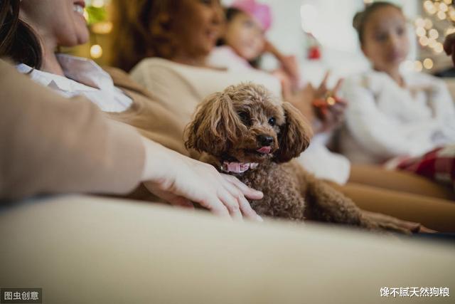 泰迪舔你手脚就是爱你？揭秘泰迪舔主人手脚时的真实想法......