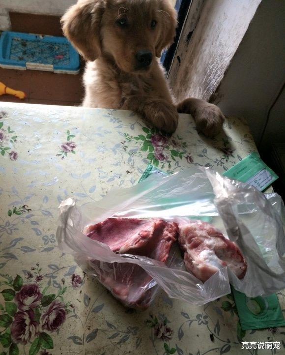 金毛身体太单薄，网友给它买肉补补，狗：要是炖熟就更好了