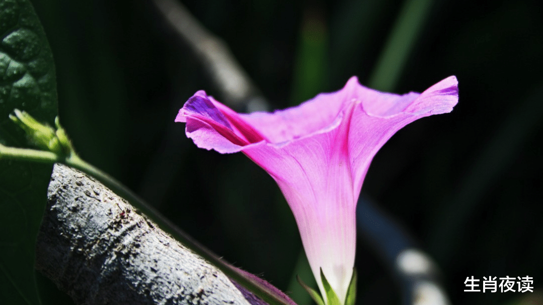 生肖|11月底，清风相送茉莉香，举杯清茶思故人，3生肖越爱越浓，挽回前任