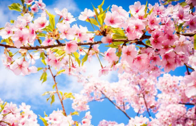 康庄大道@6月底翻身转运，事事发展顺利，走上康庄大道，事业有为的生肖