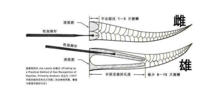 蟒蛇|若不小心被蟒蛇活吞，随身带刀可以划开它的肚子逃生吗？