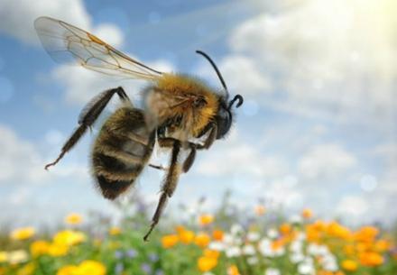「动力学」昆虫飞行的谜团，蜜蜂为什么不遵守空气动力学它也能飞上天