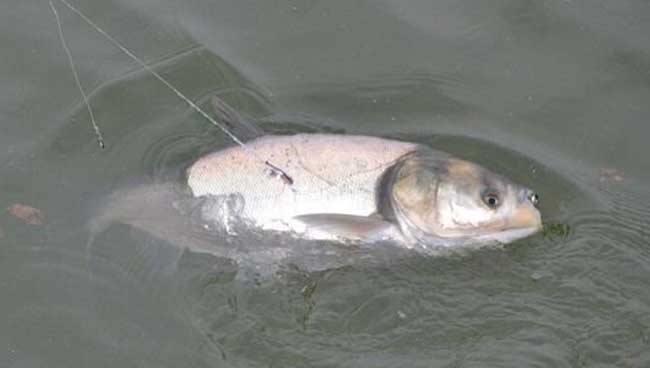 @夏季钓鲢鳙时，能做到这3点想不爆护都难，老钓友：下竿就有鱼