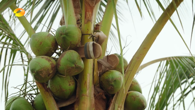 向往的生活▲《向往的生活》：距离摘下椰子仅剩几步之遥，为何最后还是放弃了