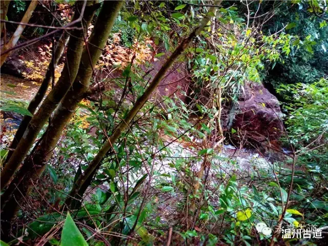 温州@温州铁坑古道，一条横亘于永嘉青田深峡的水瀑古道