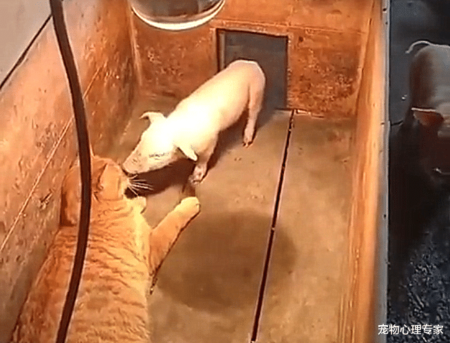 院子里传来小猪的叫声，男子跑到猪圈里一看，却感到血压升高