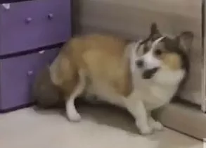 柯基吵架没吵赢，气得拿屁股猛怼小伙伴……太过分啦