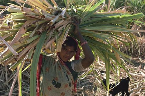 印度|印度“无子宫”村真实生活:最小仅20岁,切除器官只为满足老板