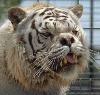 火星|动物为什么不存在近亲繁殖的问题?