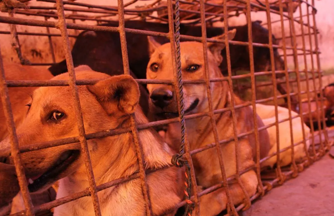 你好吴所畏|人设坍塌！玉林救狗华裔“英雄”牟利百万潜逃美国，还把小狗活活烧死