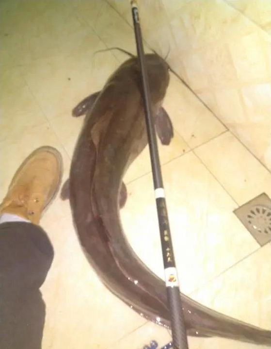 【空军】本汀鱼竿怎么样？超高性价比，一竿在手，淡水水域横着走！