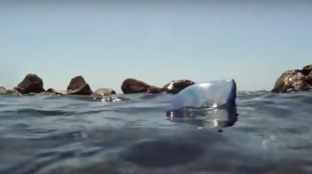 [骆驼]几个死掉却比活着更危害人类的动物，其中之一是我们常见的骆驼