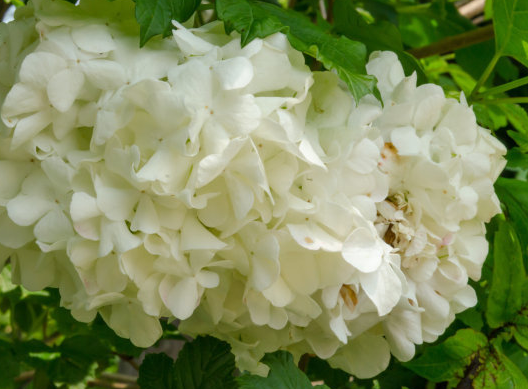 「运势」进入7月，4属相运势节节攀升，事业运旺，富贵盈门，喜事不断