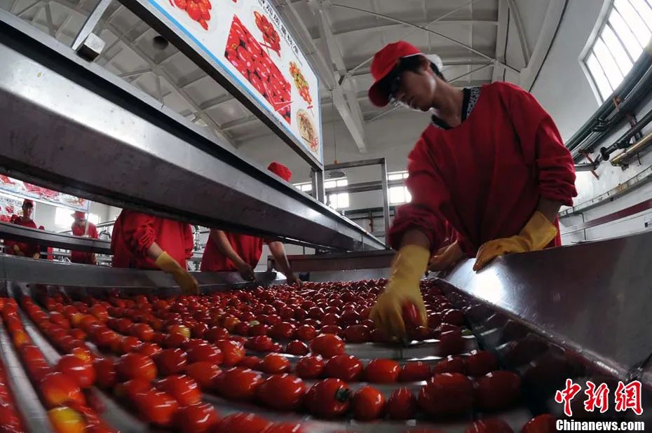 特斯拉|被特朗普政府盯上，新疆番茄到底有多红？