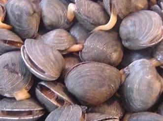 鱿鱼|开海了！这84种海鲜，你都认识吗？