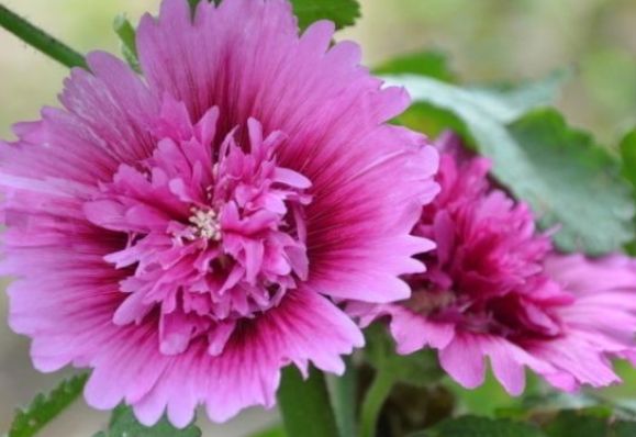 「属鸡」最会管钱的三种生肖女，钱交给她们管，丈夫可以放心