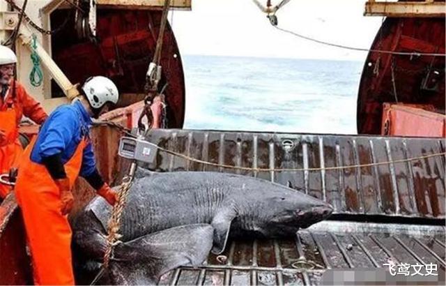鲨鱼|被死神遗忘的鲨鱼，从明朝活到现在，已500多岁，网友直呼：成精了