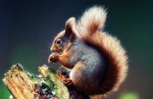 欧洲红松鼠：必养的宠物，还会变色