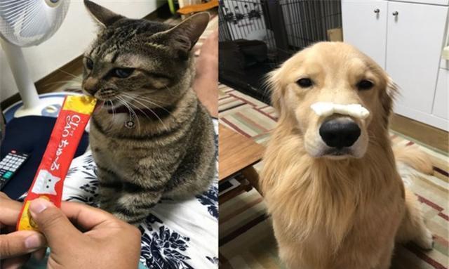 金毛贪睡谁都叫不醒，但狸花猫却可以，巧施奇招令狗狗乖乖起床
