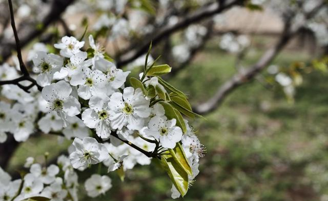 生肖|四生肖天赐良缘，十月份撞上“桃花运”，脱单结良缘分分钟的事！