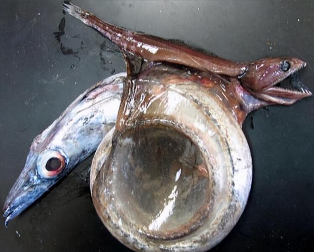 |自然界最恐怖的吃货——黑叉齿鱼，管它多大，一口吞下去就完了