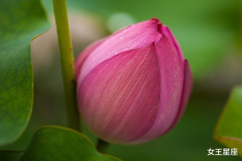 「天蝎座」6月18号,运势畅通,4生肖一顺百顺,生意兴隆,日子扬眉吐气