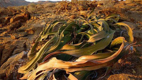 章鱼|非洲沙漠中的“大章鱼”：哪里有水它就往哪走，已活1000多年