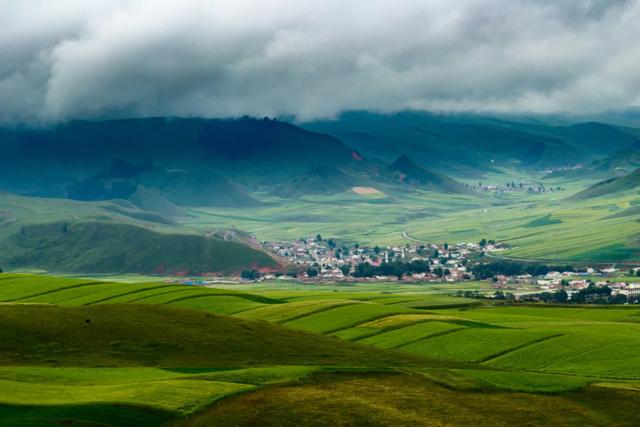 #青海#来看6月飞雪，过一个只有20℃的夏天，这里60000亩花海即将盛放！