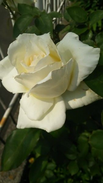 生肖|在8月下旬，锦鲤附体，将遇见真爱，长情久伴，此生无憾的4大生肖