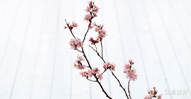 旧爱|七天后，旧爱重燃，缘分再续，3生肖与旧爱坠入爱河，破镜重圆